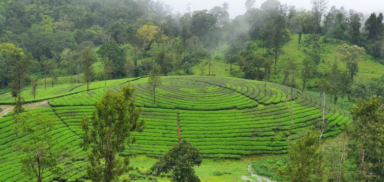 valparai jungle safari