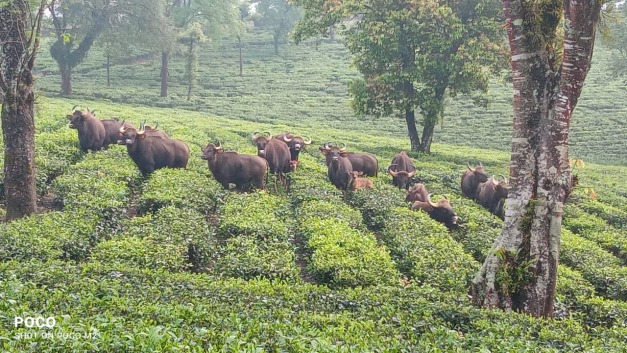 valparai jungle safari