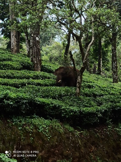 valparai jungle safari